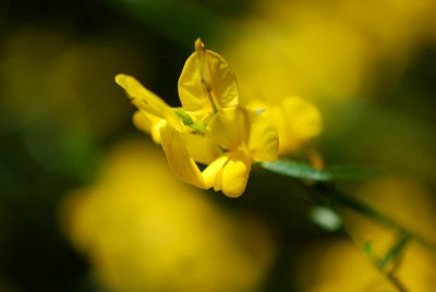 Genista lydia - kručinka lydijská - květ